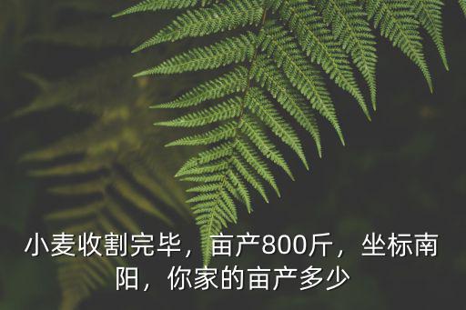 河南駐馬店小麥產量每畝多少,說說你家鄉小麥畝產量是多少
