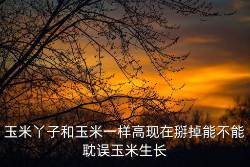 玉米丫子和玉米一樣高現在掰掉能不能耽誤玉米生長