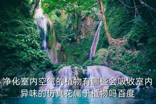 凈化室內空氣的植物有哪些會吸收室內異味的仿真花屬于植物嗎百度