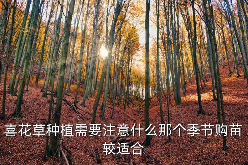 喜花草種植需要注意什么那個季節購苗較適合