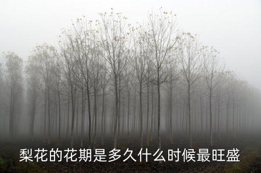 梨花的花期是多久什么時(shí)候最旺盛