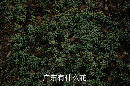 廣東省花，廣東的省花