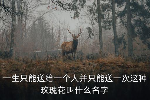 一生只能送給一個人并只能送一次這種玫瑰花叫什么名字