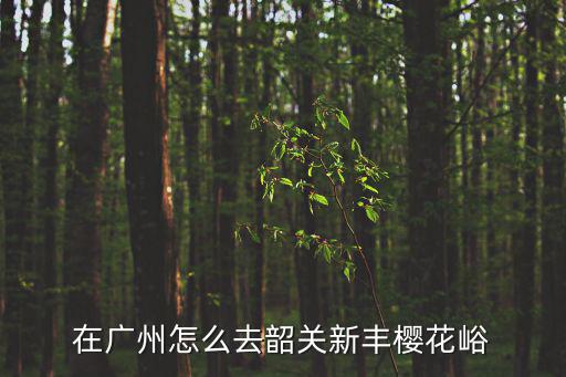 在廣州怎么去韶關新豐櫻花峪