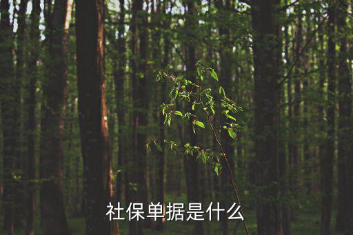 社保單，社保賬戶單是什么樣子的