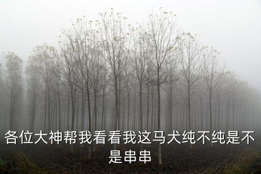 各位大神幫我看看我這馬犬純不純是不是串串