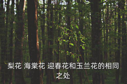 梨花 海棠花 迎春花和玉蘭花的相同之處