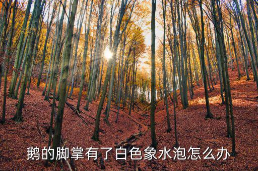 鵝腳板，小白鵝的腳掌什么樣子