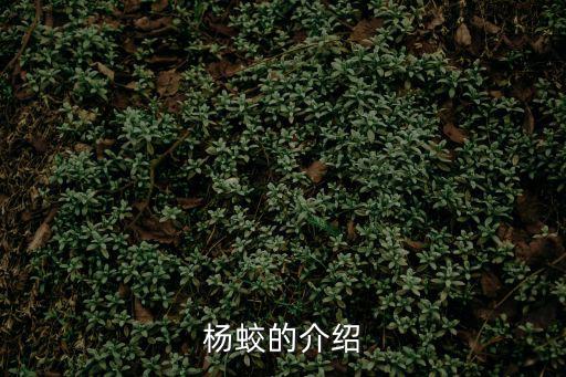 楊蛟的介紹
