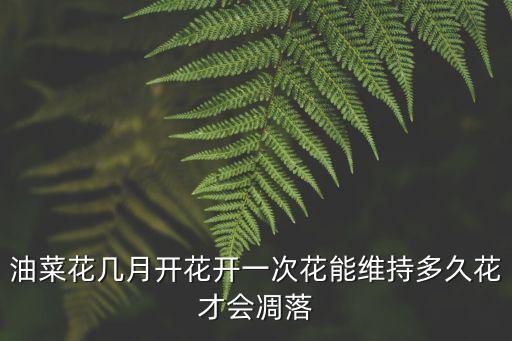 油菜花幾月開花開一次花能維持多久花才會凋落