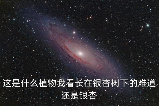 這是什么植物我看長在銀杏樹下的難道還是銀杏