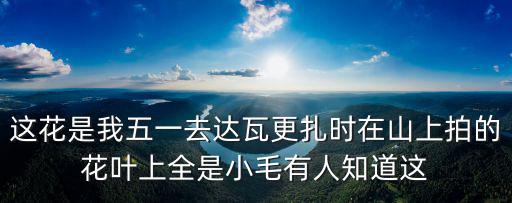 這花是我五一去達瓦更扎時在山上拍的花葉上全是小毛有人知道這