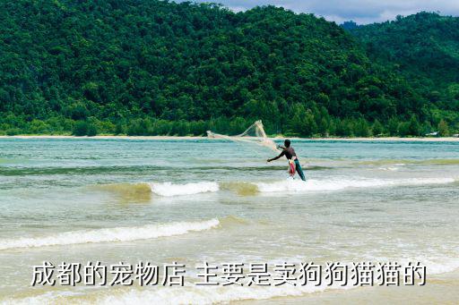 成都的寵物店 主要是賣狗狗貓貓的