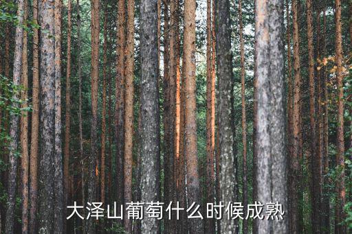 大澤山葡萄什么時候成熟