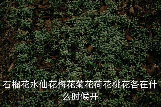 石榴花水仙花梅花菊花荷花桃花各在什么時候開