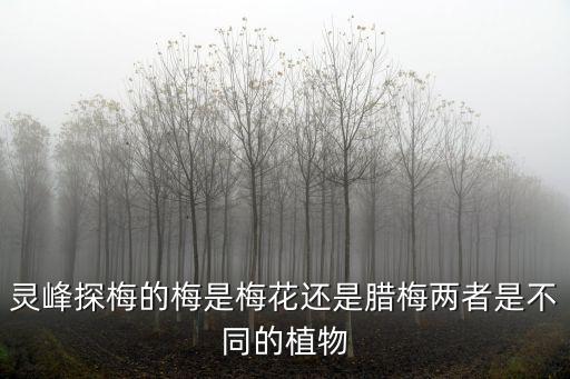 靈峰探梅的梅是梅花還是臘梅兩者是不同的植物