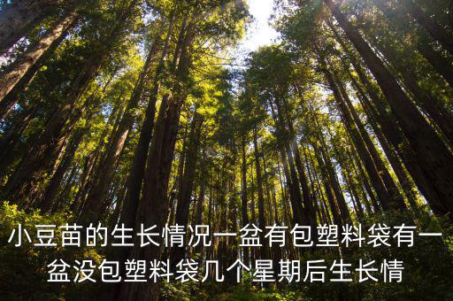 小豆苗，小豆苗的生長情況一盆有包塑料袋有一盆沒包塑料袋幾個星期后生長情