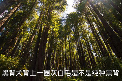 黑背犬背上一圈灰白毛是不是純種黑背