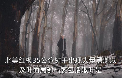 北美紅楓，北美紅楓35公分樹干出現大量黑斑以及葉面局部枯萎包括嫩葉是