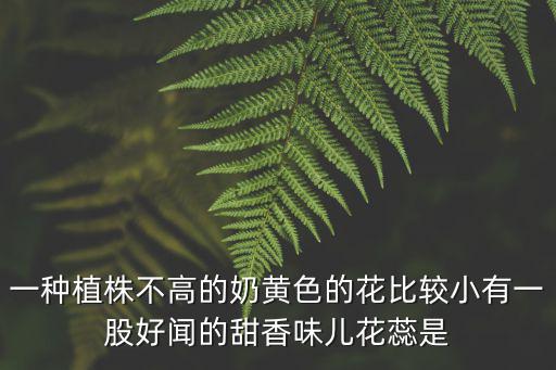 一種植株不高的奶黃色的花比較小有一股好聞的甜香味兒花蕊是