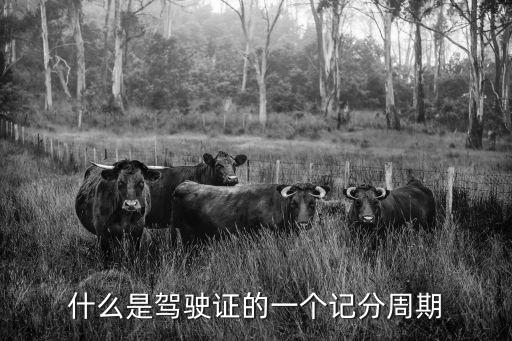 什么是駕駛證的一個記分周期