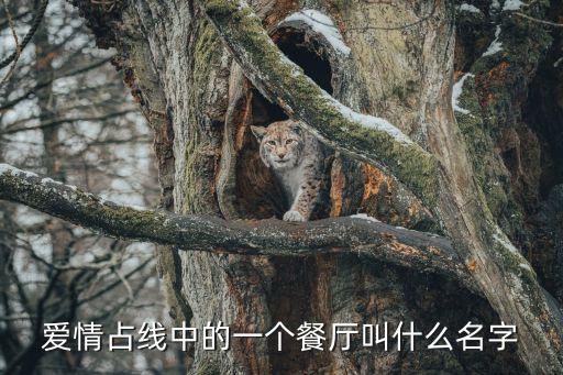 愛情占線中的一個餐廳叫什么名字