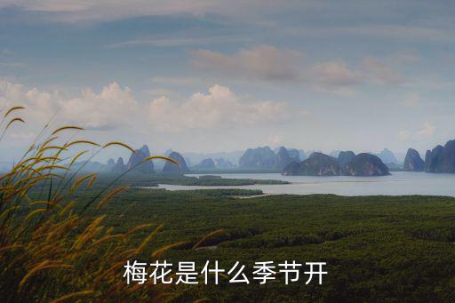 梅花是什么季節開