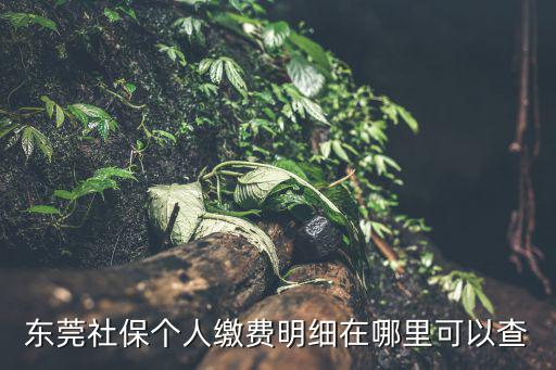 東莞社保個人繳費明細在哪里可以查