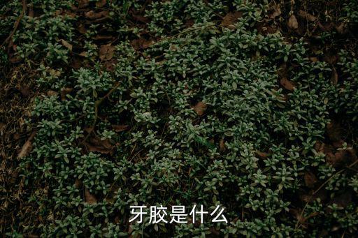 牙膠是什么