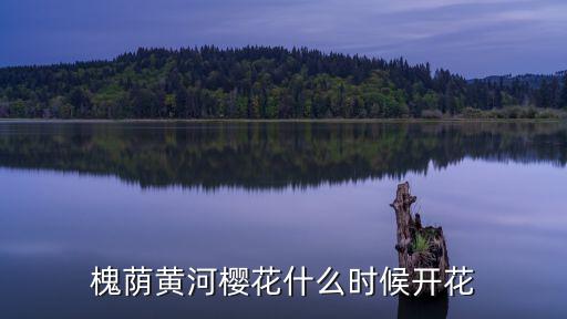 濟南櫻花，槐蔭黃河櫻花什么時候開花