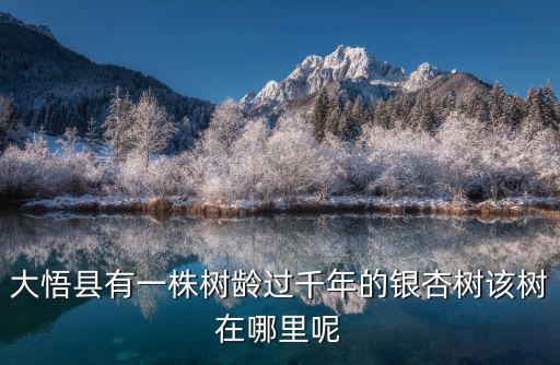 大悟縣有一株樹齡過千年的銀杏樹該樹在哪里呢
