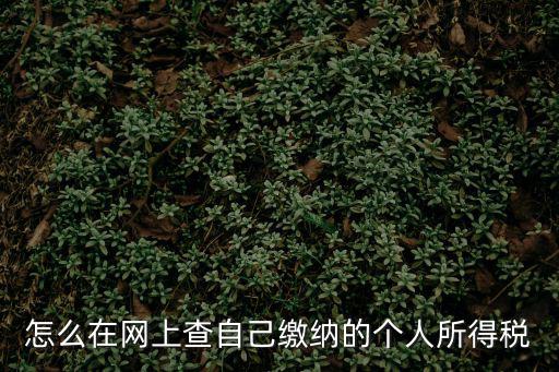 怎么在網上查自己繳納的個人所得稅