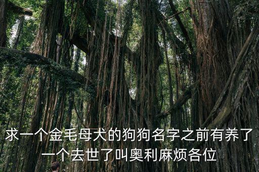 求一個金毛母犬的狗狗名字之前有養了一個去世了叫奧利麻煩各位