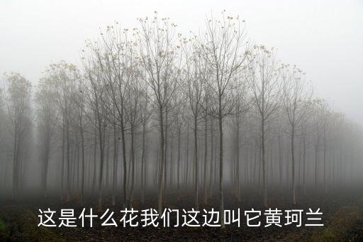 這是什么花我們這邊叫它黃珂蘭