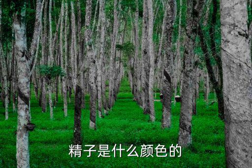 精子是什么顏色的