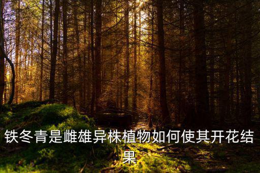 鐵冬青是雌雄異株植物如何使其開花結果