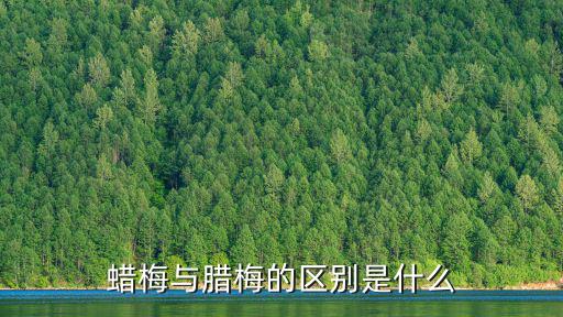 蠟梅與臘梅的區別，臘梅蠟梅區別
