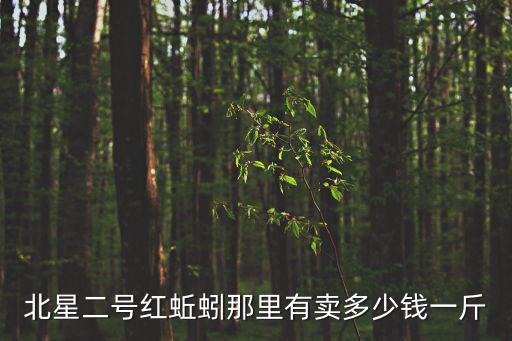 北星二號紅蚯蚓那里有賣多少錢一斤