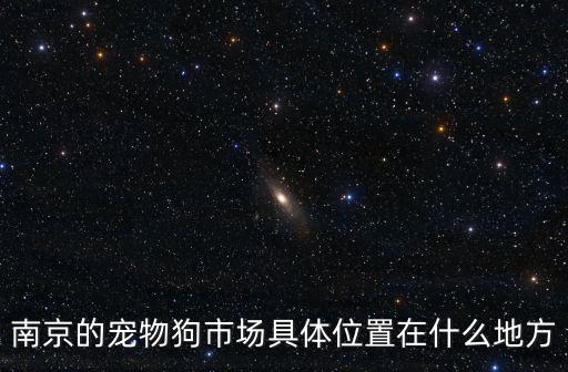 南京寵物，南京的寵物市場在哪里