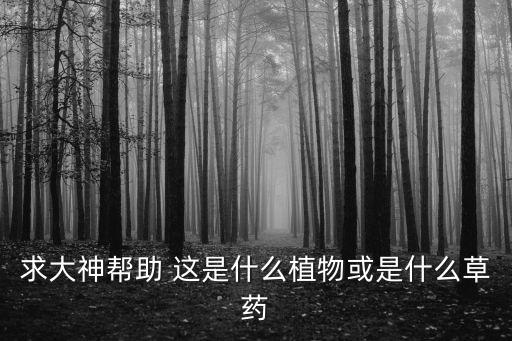 山姜花，求大神幫助 這是什么植物或是什么草藥