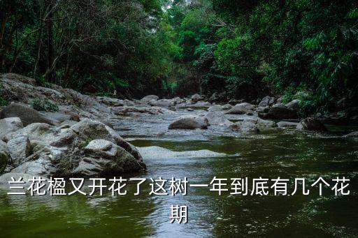 蘭花楹又開花了這樹一年到底有幾個(gè)花期