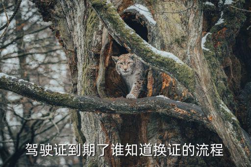 駕駛證到期了誰知道換證的流程