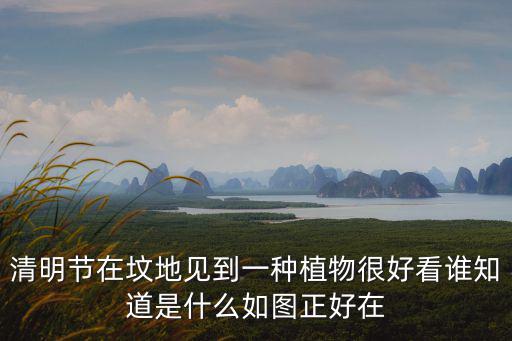 清明節(jié)在墳地見到一種植物很好看誰知道是什么如圖正好在