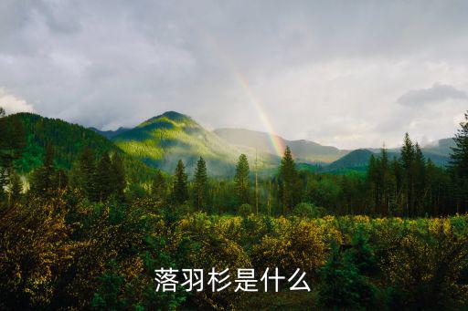 落羽杉是什么