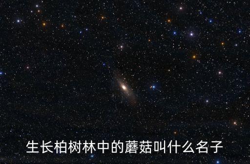 生長柏樹林中的蘑菇叫什么名子