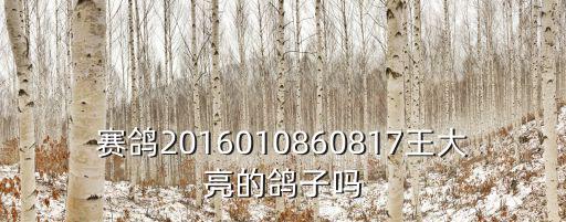 賽鴿2016010860817王大亮的鴿子嗎