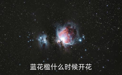 藍花楹什么時候開花