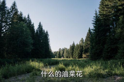 什么的油菜花，什么的油菜花