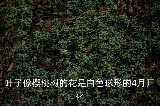 葉子像櫻桃樹的花是白色球形的4月開花