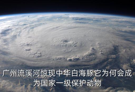 廣州流溪河驚現中華白海豚它為何會成為國家一級保護動物